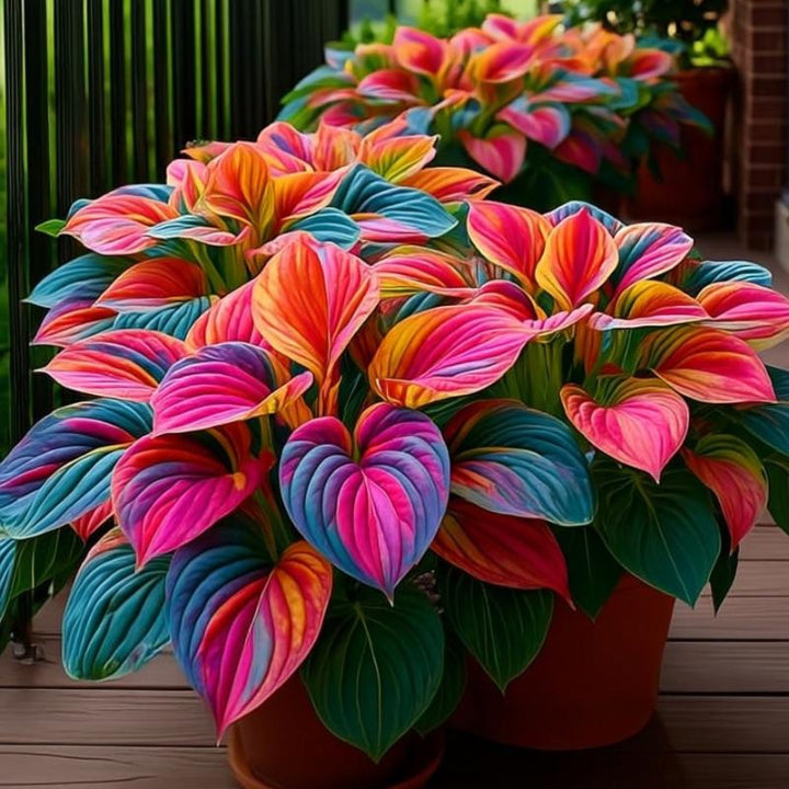🔥Rare and premium quality hosta seeds🌿Your Garden Will Look Professionally Designed