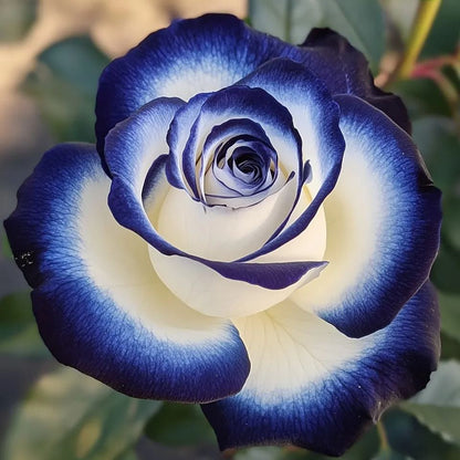☁ 🌙Not Your Ordinary Rose—Meet Blue Moon