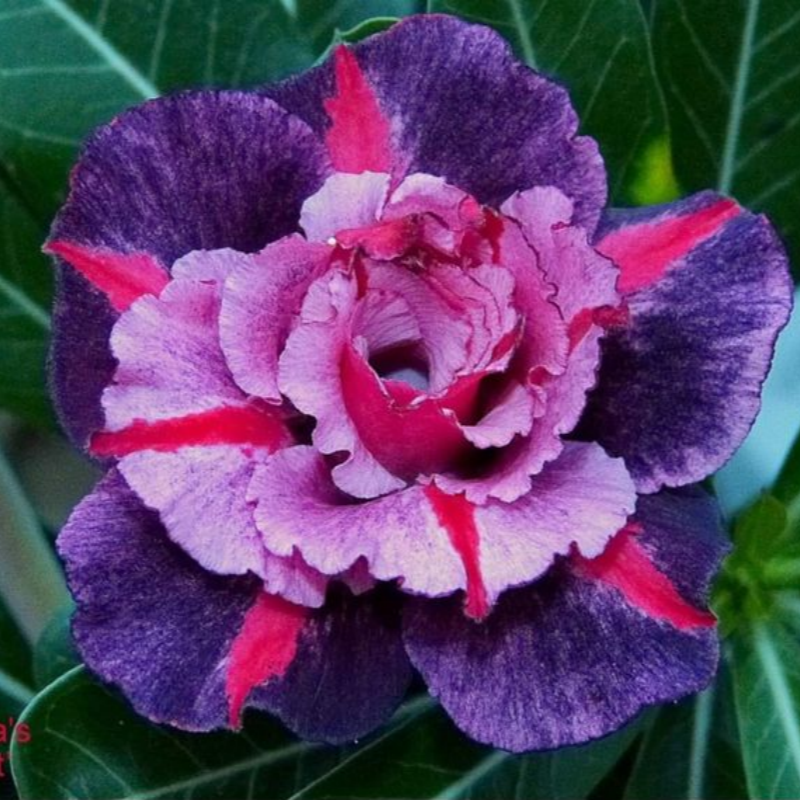 🔥Desert Rose Sale – Save Big Today!🎁 😍Vibrant Blooms All Season Long 🌵