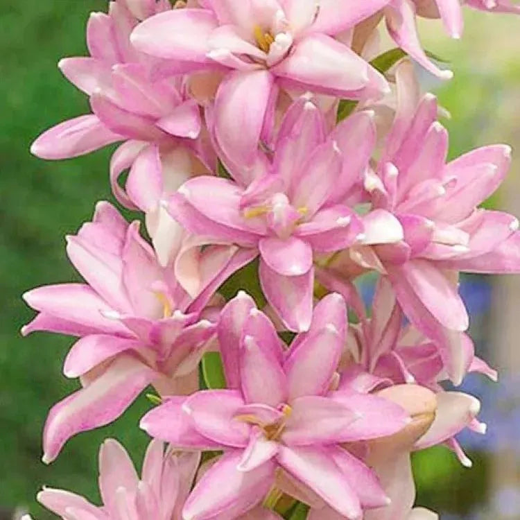 🌸 Double Fragrant Tuberose Bulbs — Let Every Evening Bloom With Sweet Scent ✨💫