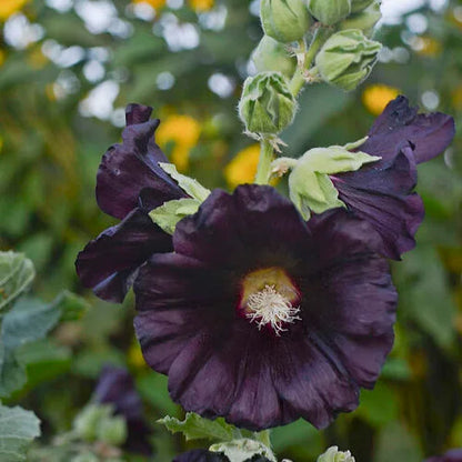 🌈 Premium Double Hollyhock🌸Plant Once, Bloom for Years