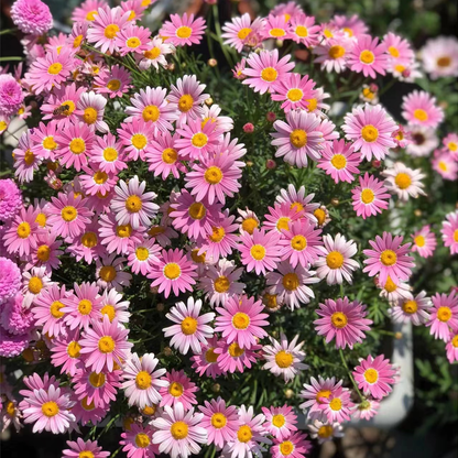 Last Day Sale - 50% OFF🌱 Pest Killer-Pyrethrum Daisy Seeds - Mixed Color