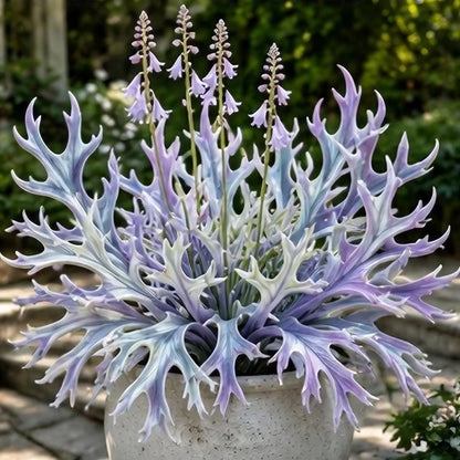 🌱 Rainbow Staghorn Hosta - 🦌The Hosta With Extraordinary Antler Shaped Foliage