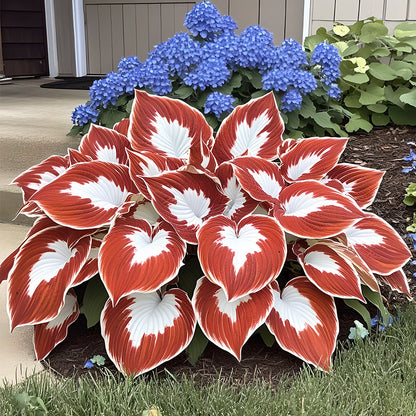 🌿Rare Premium Hosta Bulbs– Easy to grow🌸Transform Your Garden!