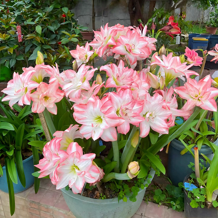 🤗🌺 One Hippeastrum Bulb, One Stunning Giant Bloom💥🏠