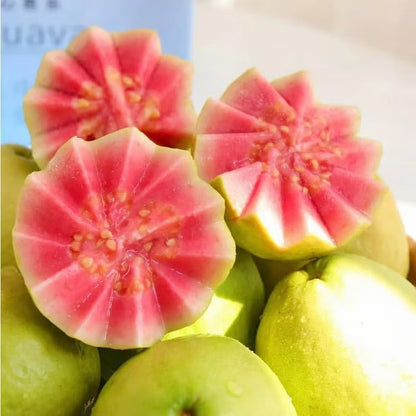 Grow Your Own Sweet Red Guava at Home 🍓🌱 High-Yield Exotic Fruit Seeds – Easy, Fast & Delicious