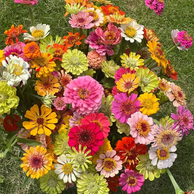 🏠🌿Easy Double Zinnia Seeds – Big, Bold, Beautiful💮🤗