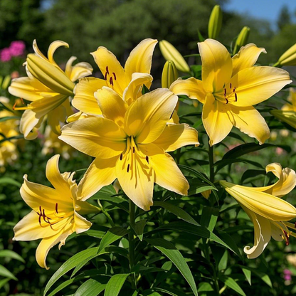 🌺🍷Double Bloom Lily Bulbs—Fresh and Sweet