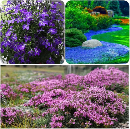 ✨ The Magical Fairy Garden of Your Dreams✨Creeping Thyme Seeds
