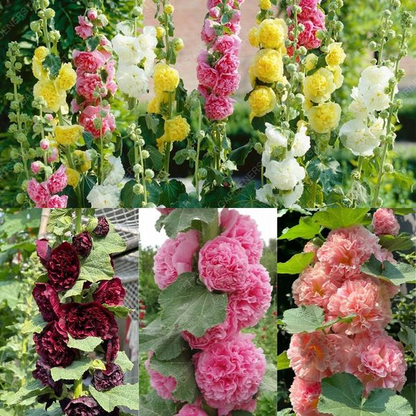 🌈 Premium Double Hollyhock🌸Plant Once, Bloom for Years