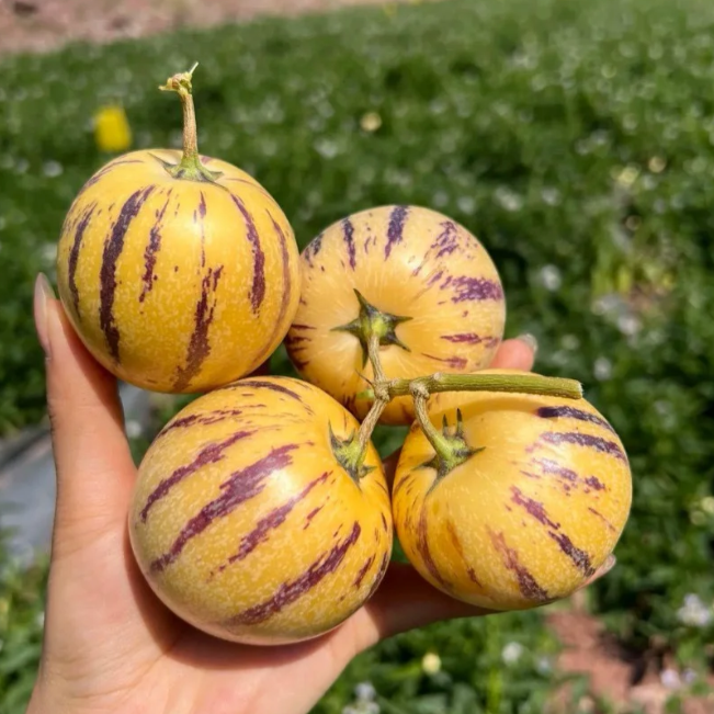 😋Plant Once, Harvest Sweet Pepino Fruits All Season
