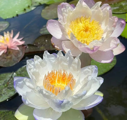 🌈🌹Australian Giant Lotus Seeds