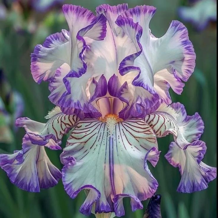 ⚜️ Rare Tall Bearded Iris – Premium Garden Rhizomes