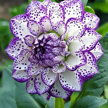 🌸Captivating Starry Night Dahlia 🌸