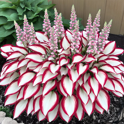 🌿Rare Premium Hosta Bulbs– Easy to grow🌸Transform Your Garden!