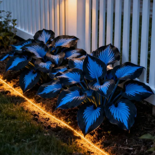 🔥Last day of clearance sale🔥Rare and premium quality hosta seeds🌿Shade-tolerant plant