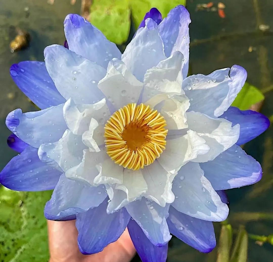 🌈🌹Australian Giant Lotus Seeds