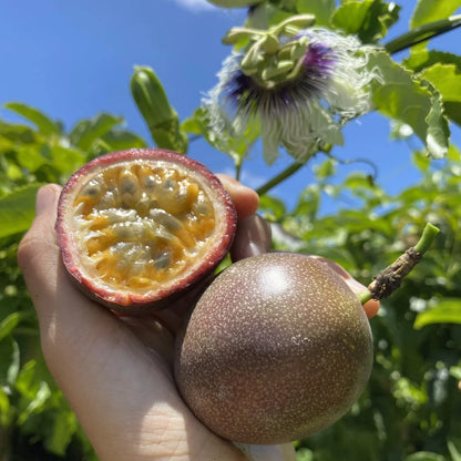 🍋Passion Fruit Seeds