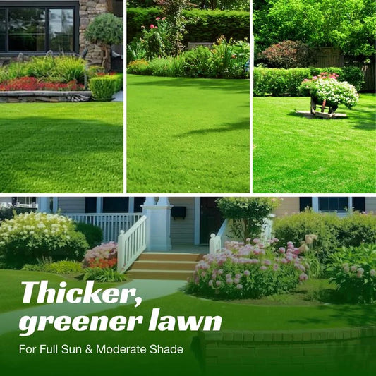 🌱 Four Seasons Evergreen Dwarf Grass Seed | Creating the ideal lawn starts at this moment!