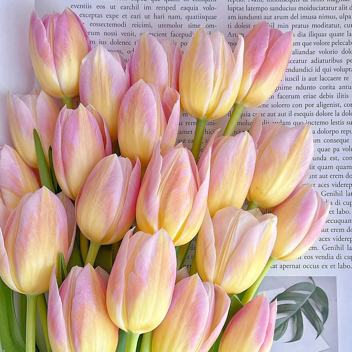 💥Spring NEW🌷Tulips "first love"seeds