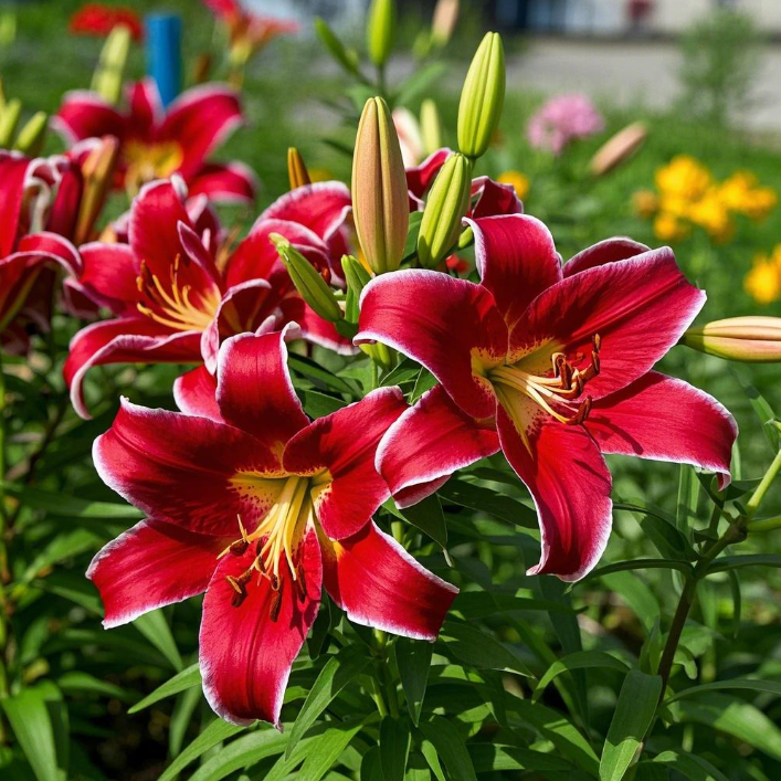 🌺🍷Double Bloom Lily Bulbs—Fresh and Sweet