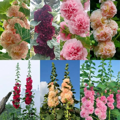 🌈 Premium Double Hollyhock🌸Plant Once, Bloom for Years