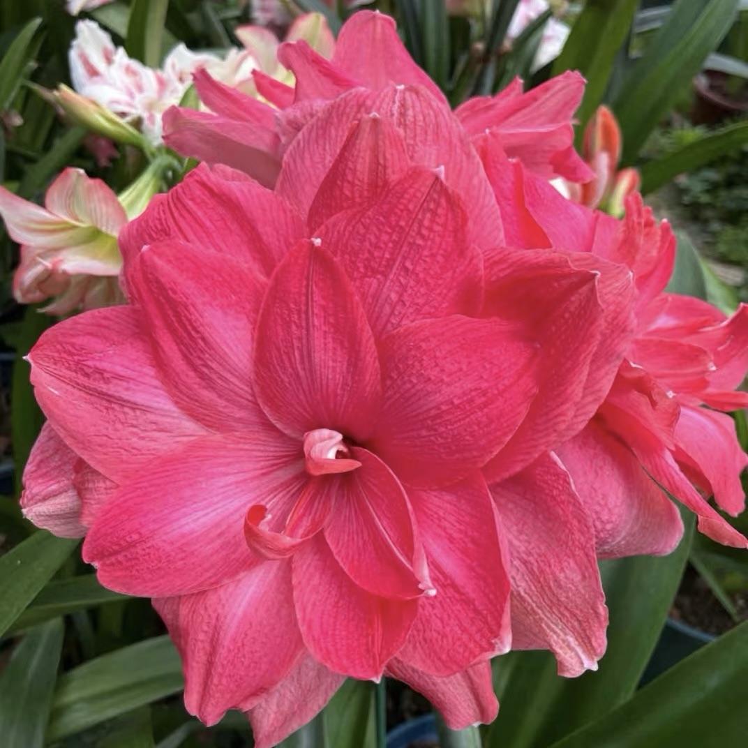 ꙳⋆🫧Giant Double-Flowered Amaryllis Bulbs – Spectacular Blooms This Season!🌼
