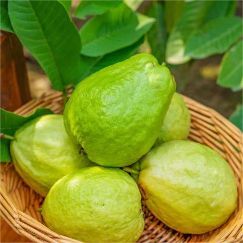 Grow Your Own Sweet Red Guava at Home 🍓🌱 High-Yield Exotic Fruit Seeds – Easy, Fast & Delicious