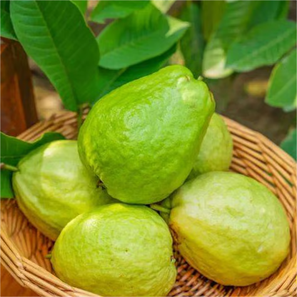 Grow Your Own Sweet Red Guava at Home 🍓🌱 High-Yield Exotic Fruit Seeds – Easy, Fast & Delicious
