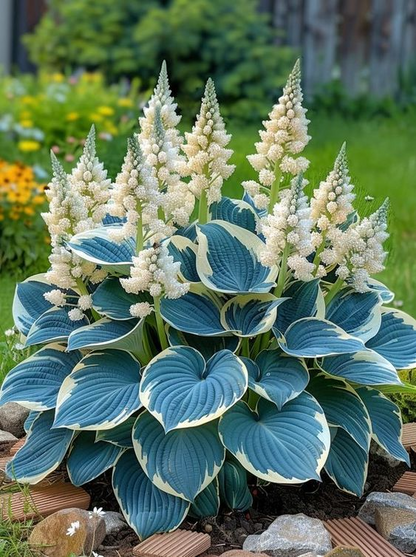 🔥Rare and premium quality hosta seeds🌿Your Garden Will Look Professionally Designed