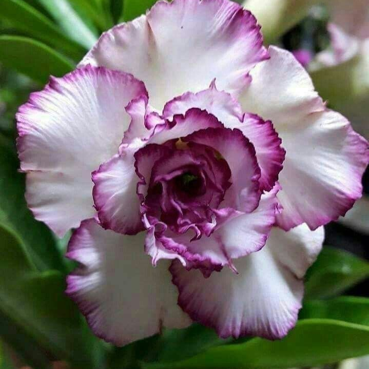 🔥Desert Rose Sale – Save Big Today!🎁 😍Vibrant Blooms All Season Long 🌵