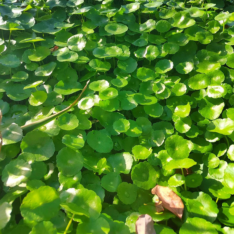 Copperleaf Seeds: Grow Your Own Luck and Prosperity! 🌿💰