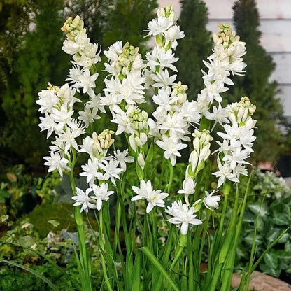 🌸 Double Fragrant Tuberose Bulbs — Let Every Evening Bloom With Sweet Scent ✨💫