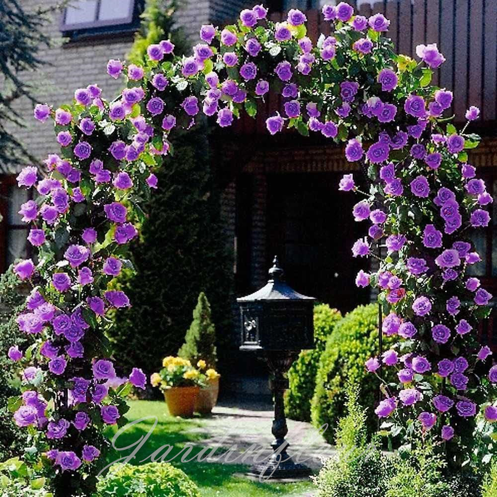 Climbing Rose Seeds