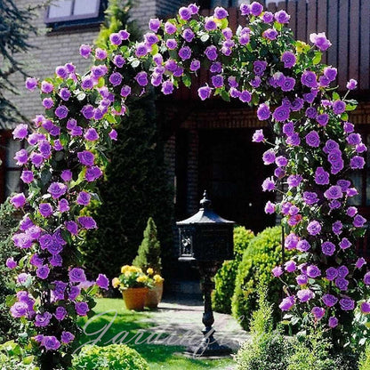 Climbing Rose Seeds