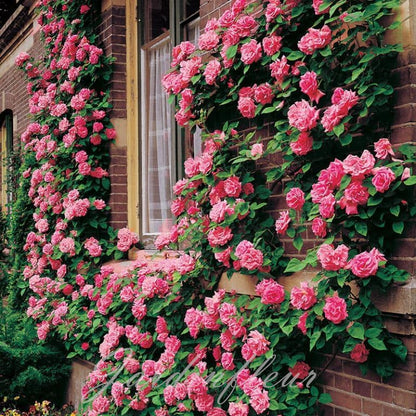 Climbing Rose Seeds