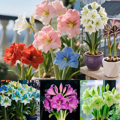 🔥 Limited-Time Offer 🌺 Rare Double-Petaled Perfume Amaryllis – Giant Fragrant Blooms All Winter Long ❄️
