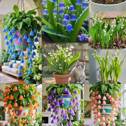 🌿 Hanging Lily of the Valley🌸 Elegance That Lasts Year After Year