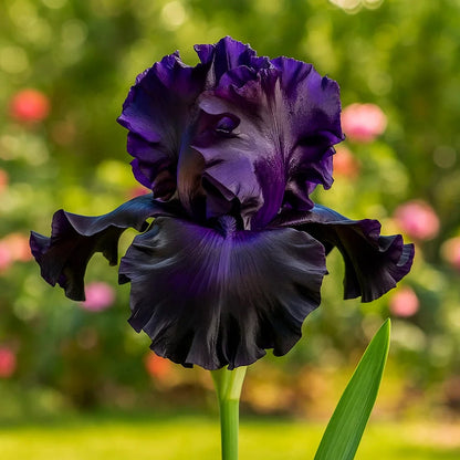 ⚜️ Rare Tall Bearded Iris – Premium Garden Rhizomes