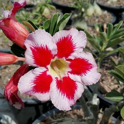 🔥Desert Rose Sale – Save Big Today!🎁 😍Vibrant Blooms All Season Long 🌵