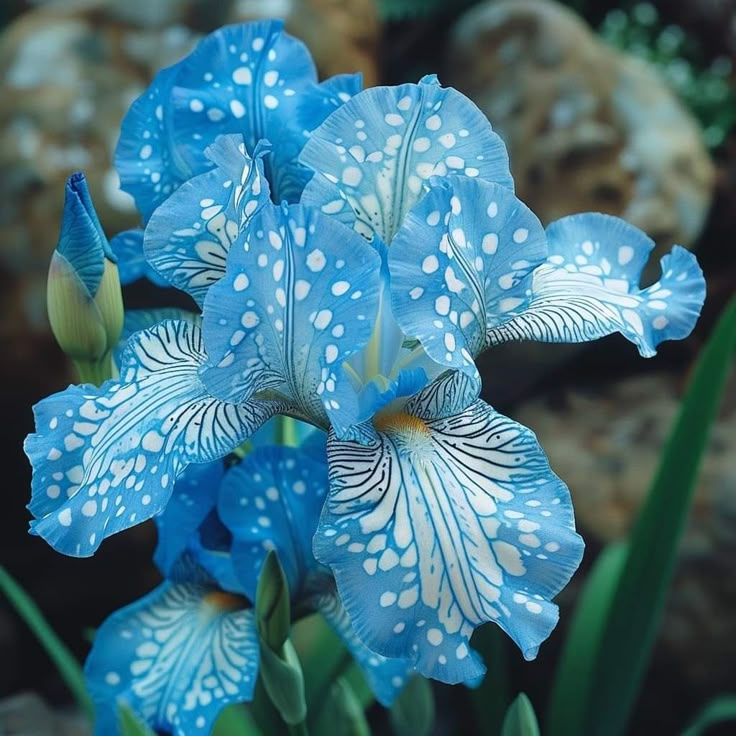 ⚜️ Rare Tall Bearded Iris – Premium Garden Rhizomes