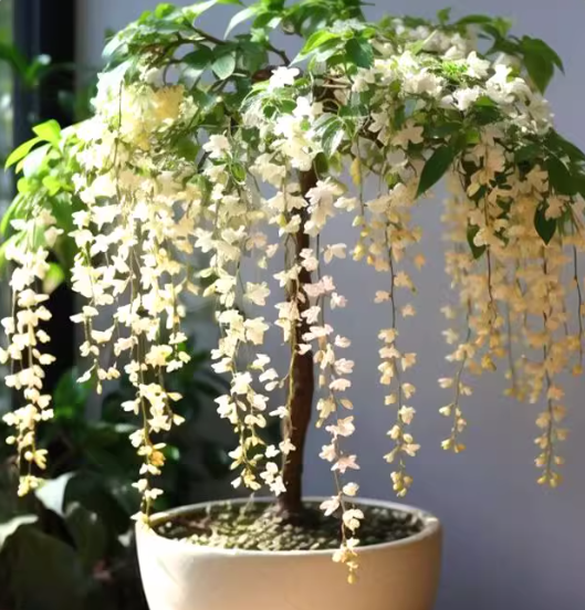 🌼Double Jasmine 🌸 Easy to Grow & Wonderfully Fragrant