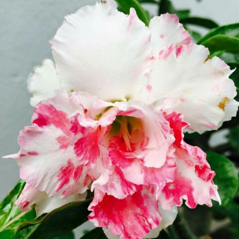 🔥Desert Rose Sale – Save Big Today!🎁 😍Vibrant Blooms All Season Long 🌵