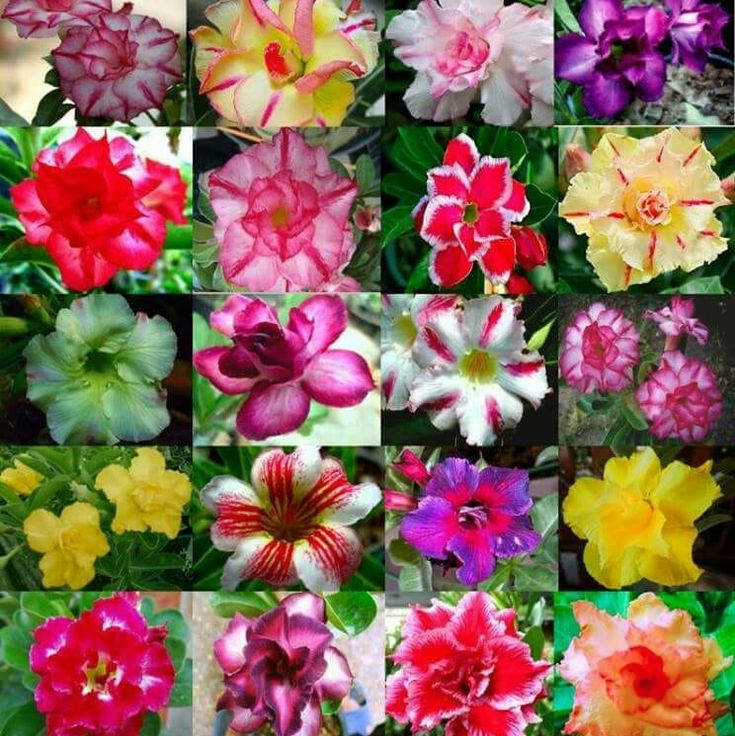 🔥Desert Rose Sale – Save Big Today!🎁 😍Vibrant Blooms All Season Long 🌵
