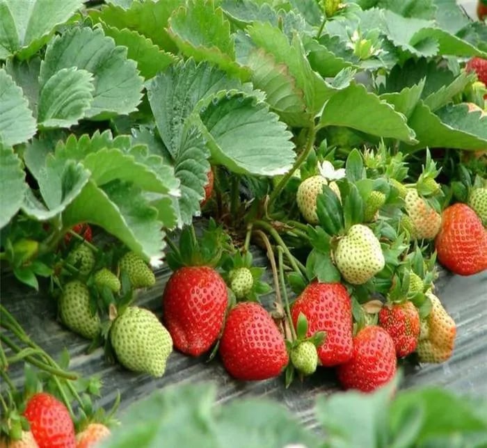 Creamy Strawberry Seeds🍓