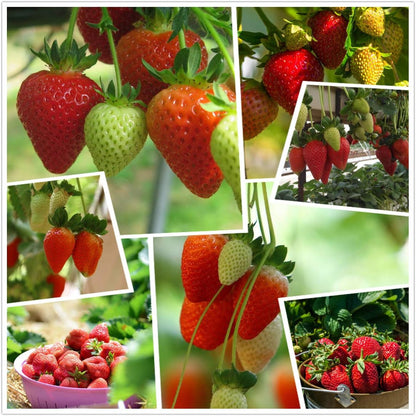 Creamy Strawberry Seeds🍓