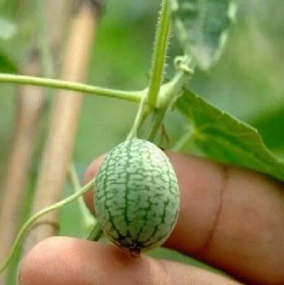 🍉RARE SEEDS THUMB WATERMELON SEEDS