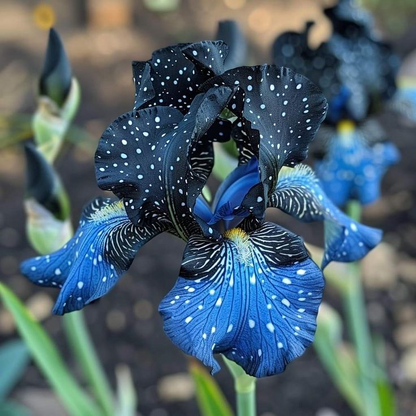Rare & Exotic Iris Bulbs ⚜️ Unique Blooms That Impress