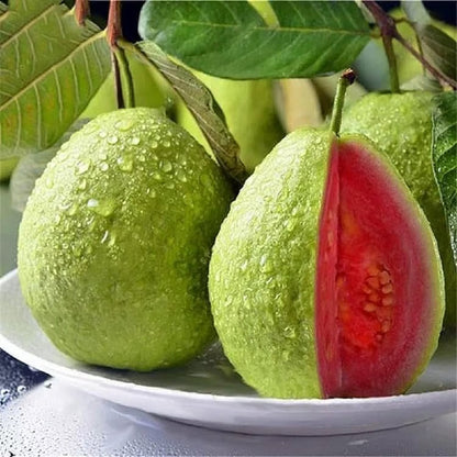 Grow Your Own Sweet Red Guava at Home 🍓🌱 High-Yield Exotic Fruit Seeds – Easy, Fast & Delicious