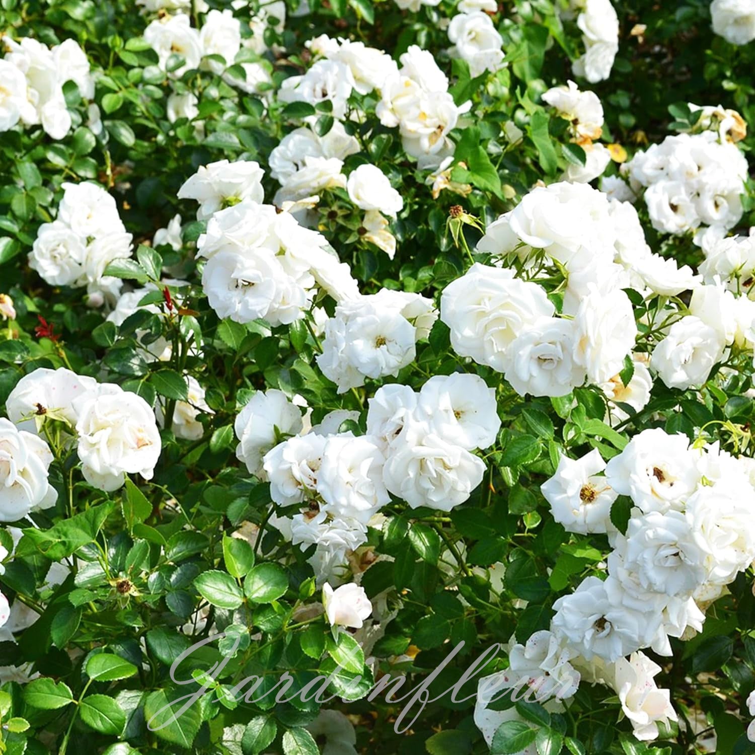 Climbing Rose Seeds